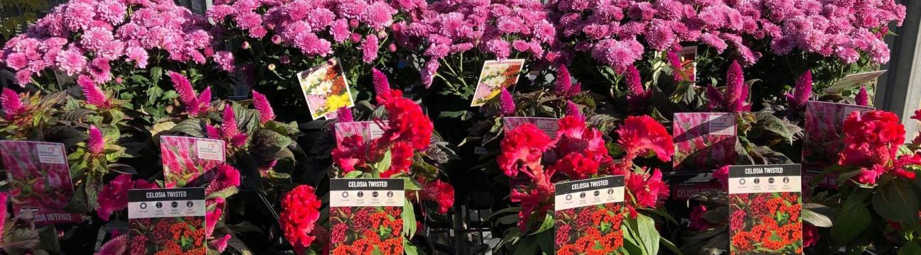 Hervey Bay Garden Centre
